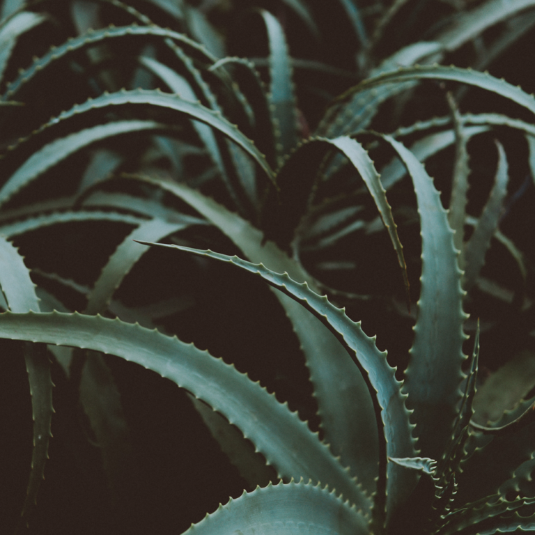 Aloe Vera