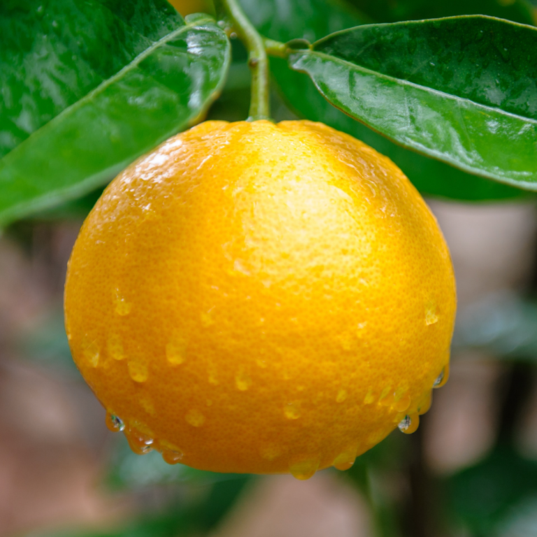 Citrus