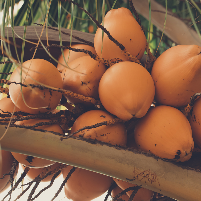 Coconut