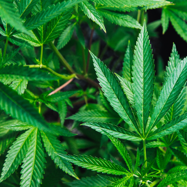 Hemp Seed Oil