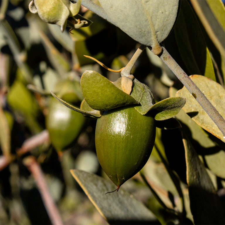Jojoba Oil