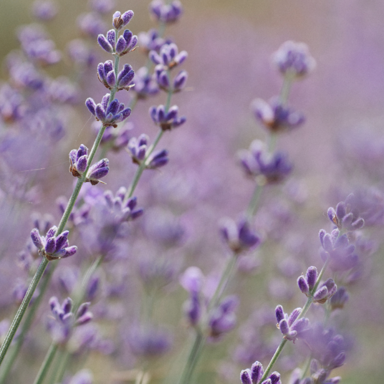Lavender