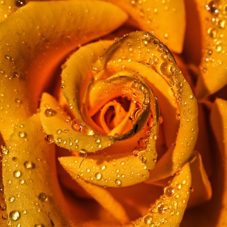 Rosewater