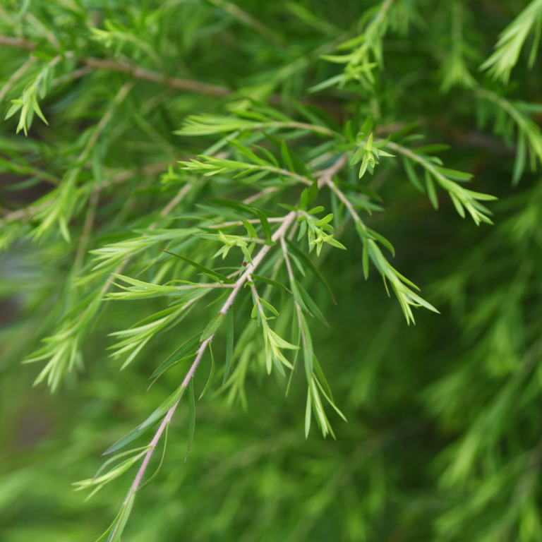 Tea Tree Oil